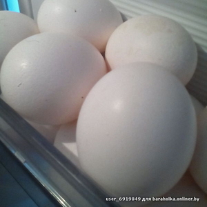 Яйца куриные,  белые,  домашние. Породам излишки. 15000 руб. Ошмяны.